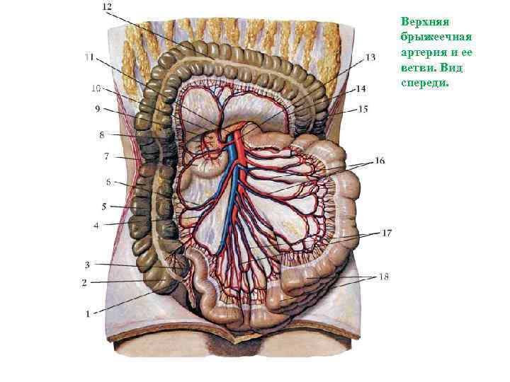 Верхняя брыжеечная артерия и ее ветви. Вид спереди. 