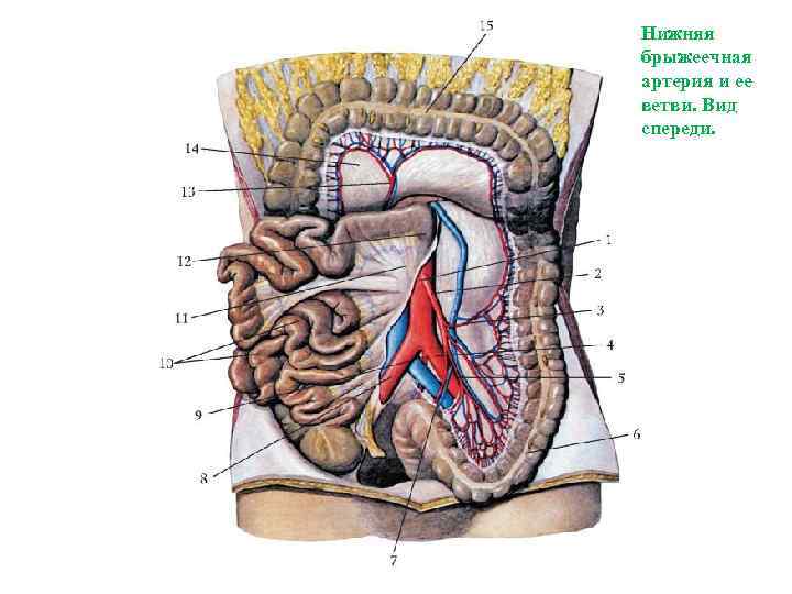 Нижняя брыжеечная артерия и ее ветви. Вид спереди. 
