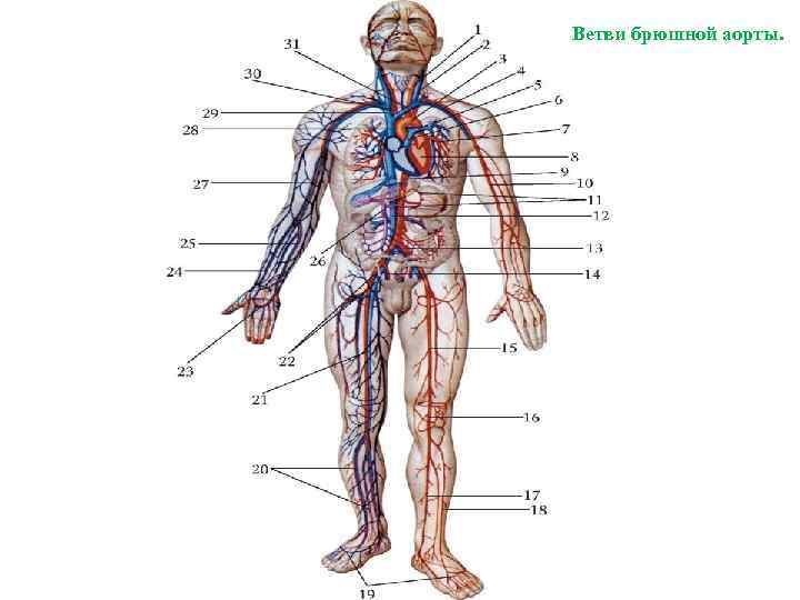 Ветви брюшной аорты. 