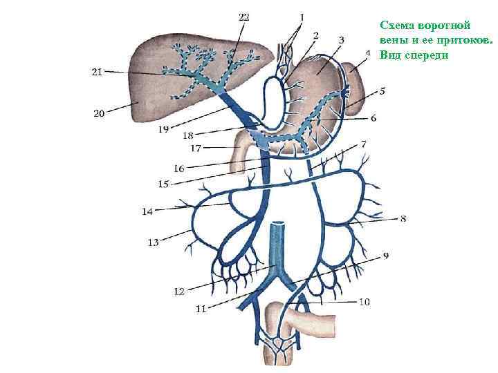 Схема венозной системы. Система воротной вены печени схема. Венозный отток желудка схема. Воротная Вена печени анатомия схема. Воротная Вена схема.