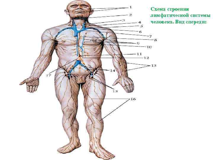 Схема строения лимфатической системы человека. Вид спереди: 