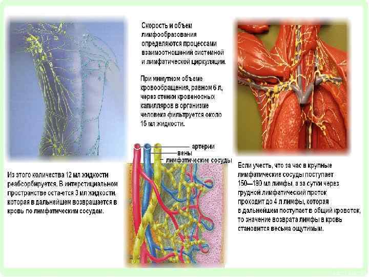 Рассмотрите рисунок с изображением повреждений кровеносных сосудов какой вид кровотечения изображен