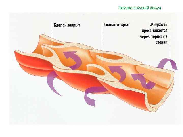 Лимфатический сосуд рисунок