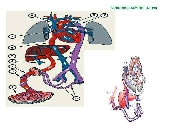 Кровоснабжение плода картинка