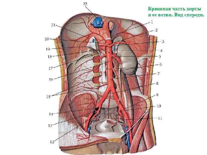 Брюшная часть аорты и ее ветви. Вид спереди. 