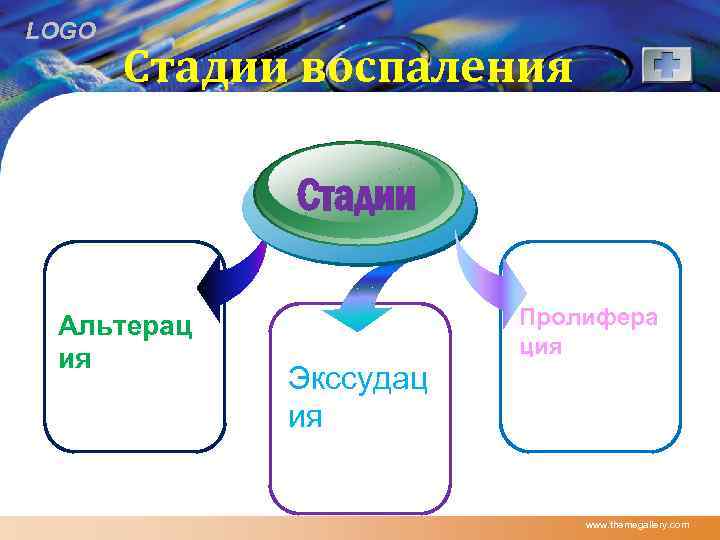 LOGO Стадии воспаления Стадии Альтерац ия Пролифера ция Экссудац ия www. themegallery. com 