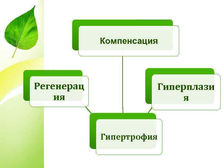 Компенсация Регенерац ия Гиперплази я Гипертрофия 