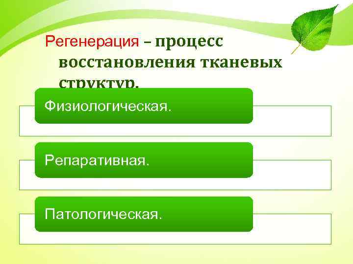 Регенерация – процесс восстановления тканевых структур. Физиологическая. Репаративная. Патологическая. 