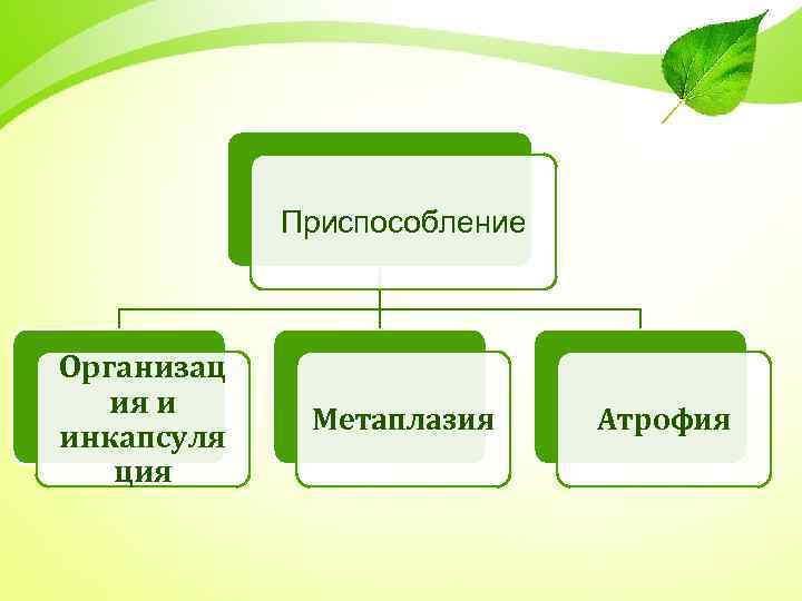 Приспособление Организац ия и инкапсуля ция Метаплазия Атрофия 