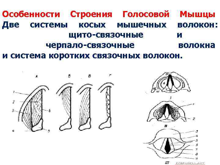 Особенности Строения Голосовой Мышцы Две системы косых мышечных волокон: щито-связочные и черпало-связочные волокна и