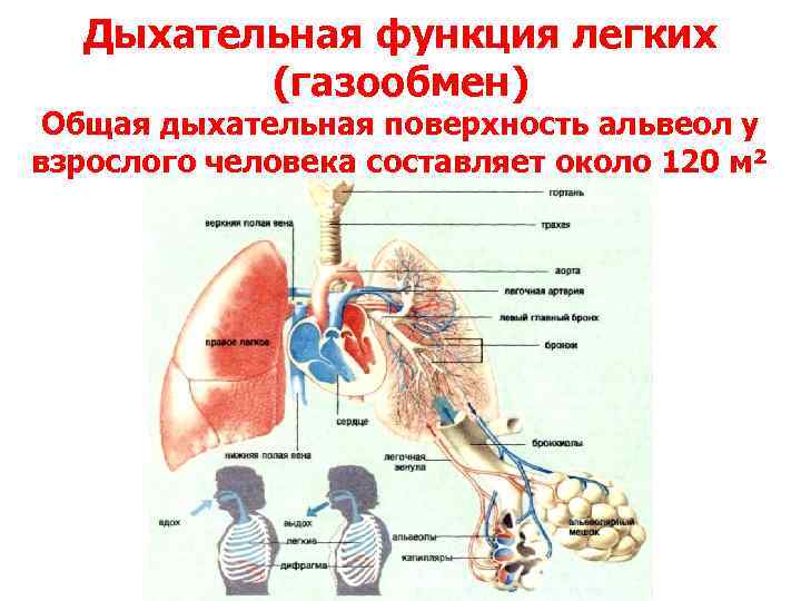Дыхательная площадь легких. Общая дыхательная поверхность легких. Общая поверхность лёгких взрослого человека..