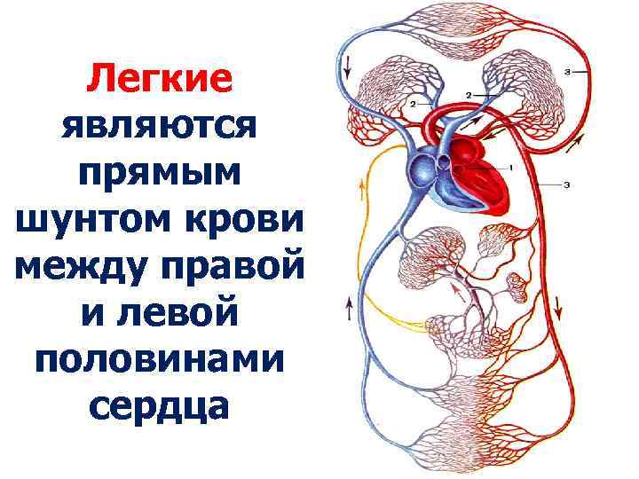 Легкие являются прямым шунтом крови между правой и левой половинами сердца 