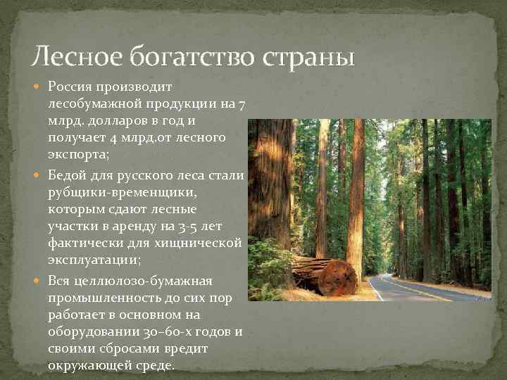 Лесное богатство страны Россия производит лесобумажной продукции на 7 млрд. долларов в год и