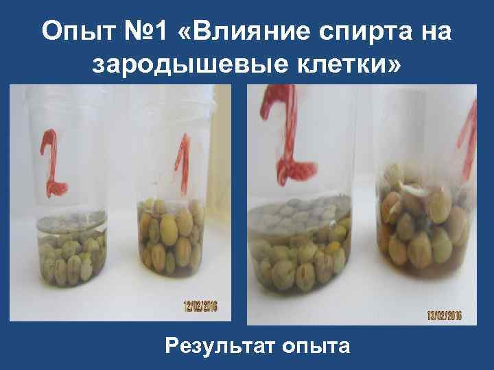 Опыт № 1 «Влияние спирта на зародышевые клетки» Результат опыта 