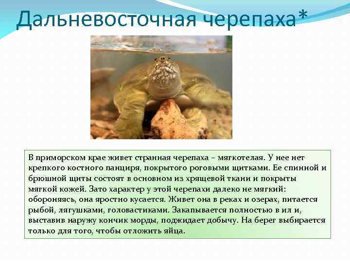 Мягкотелые черепахи презентация