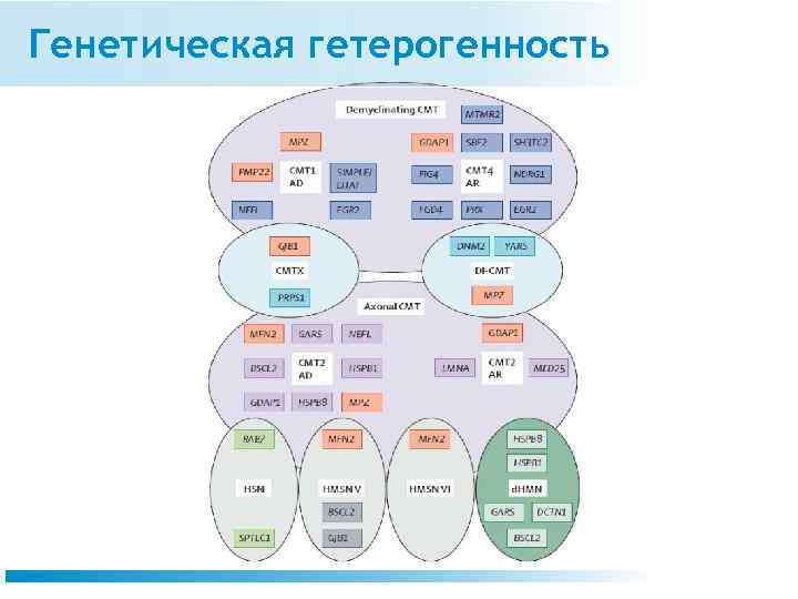 Генетическая гетерогенность 