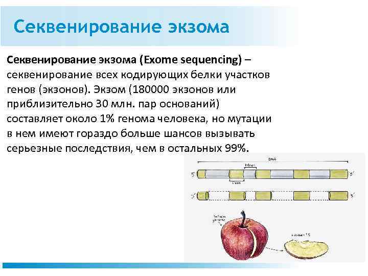 Секвенирование экзома (Exome sequencing) – секвенирование всех кодирующих белки участков генов (экзонов). Экзом (180000