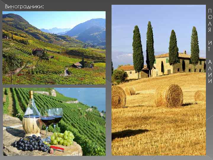 Виноградники: П О Л Я И Т А Л И И 