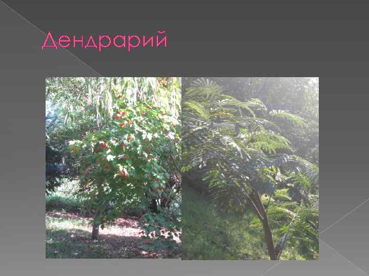 Дендрарий 