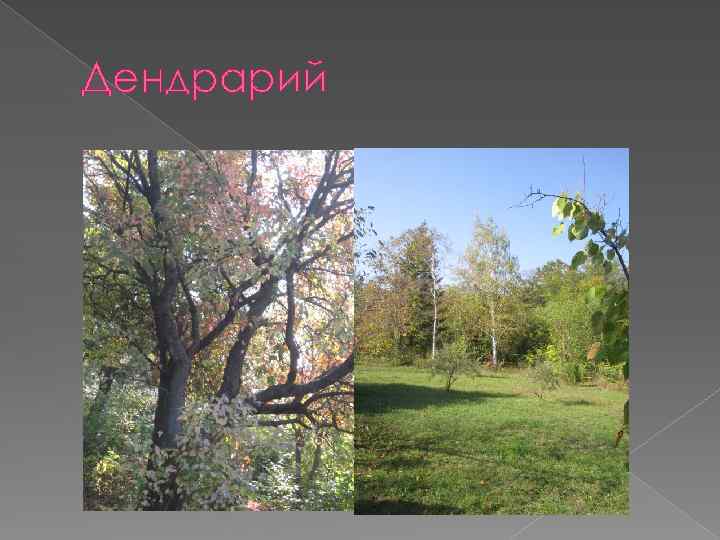 Дендрарий 