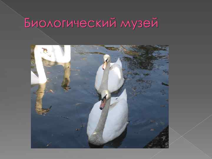 Биологический музей 