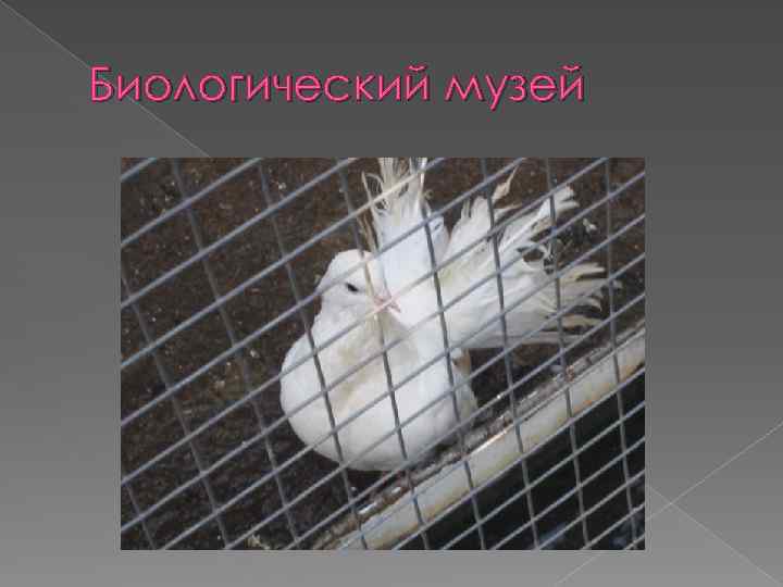 Биологический музей 