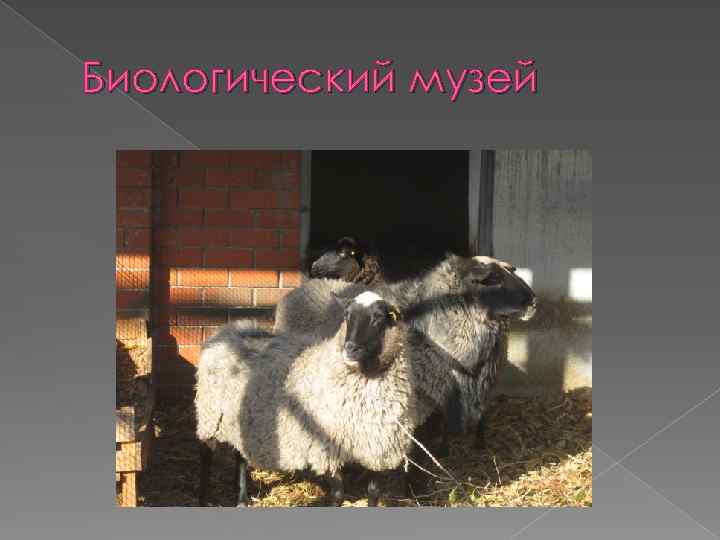 Биологический музей 