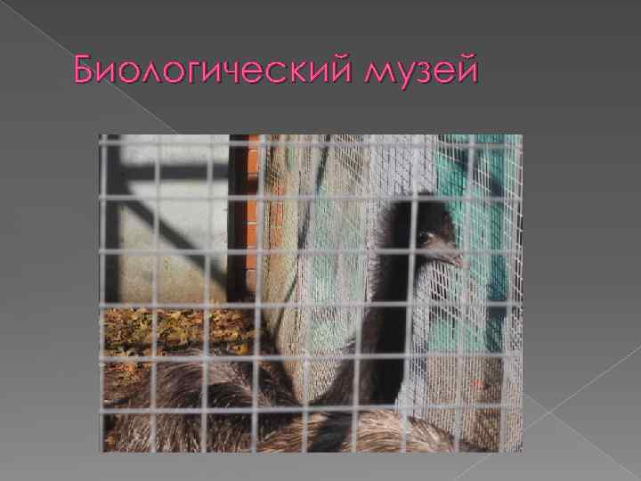 Биологический музей 