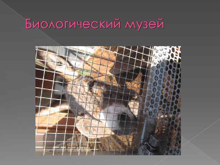 Биологический музей 