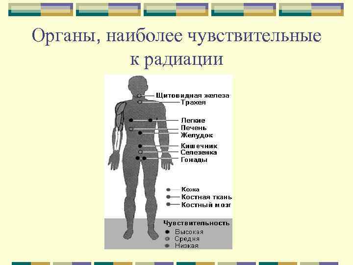 Органы, наиболее чувствительные к радиации 