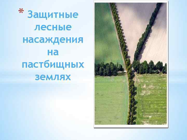 * Защитные лесные насаждения на пастбищных землях 