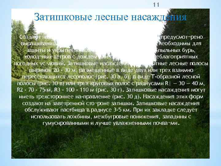 11 Затишковые лесные насаждения Создают на постоянных и сезонных пастбищах, где не предусмот¬рено выращивание