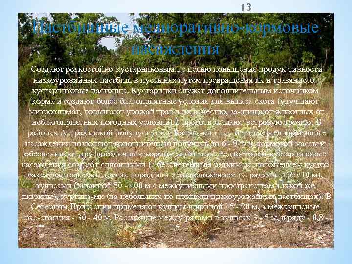13 Пастбищные мелиоративно кормовые насаждения Создают редкостойно кустарниковыми с целью повышения продук тивности низкоурожайных
