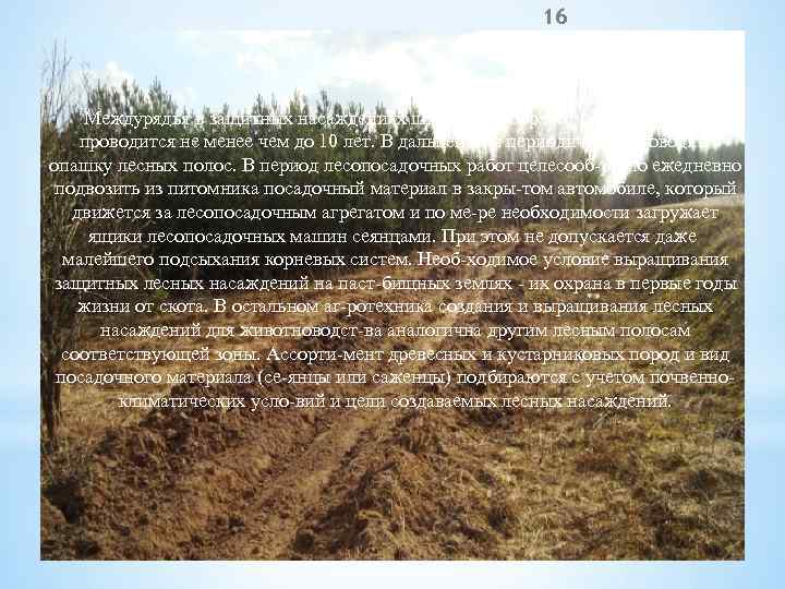 16 Междурядья в защитных насаждениях широкие, а обработка почвы в них проводится не менее