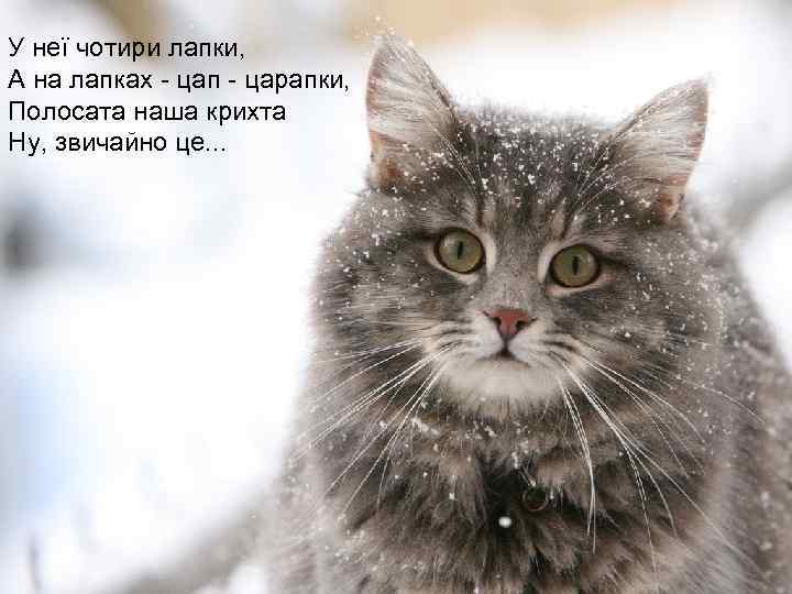 У неї чотири лапки, А на лапках - цап - царапки, Полосата наша крихта