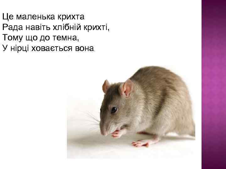 Це маленька крихта Рада навіть хлібній крихті, Тому що до темна, У нірці ховається