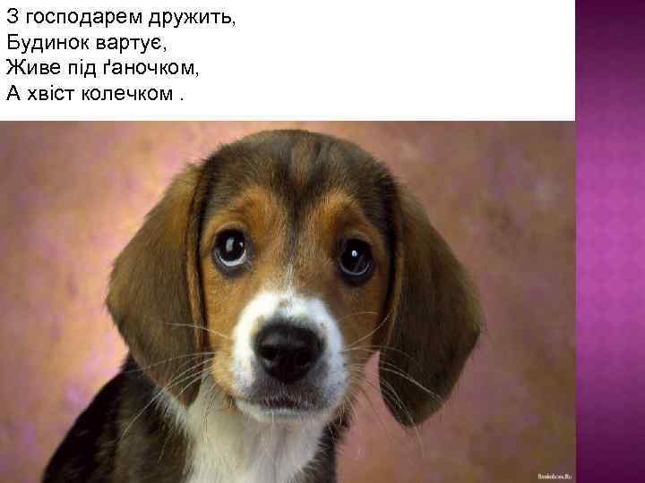 З господарем дружить, Будинок вартує, Живе під ґаночком, А хвіст колечком. 