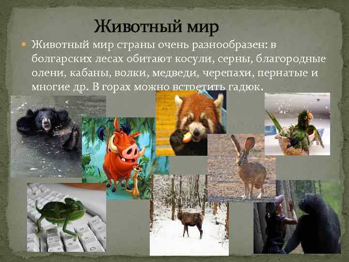  Животный мир страны очень разнообразен: в болгарских лесах обитают косули, серны, благородные олени,