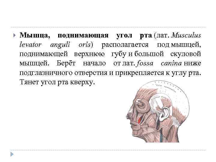  Мышца, поднимающая угол рта (лат. Musculus levator anguli oris) располагается под мышцей, поднимающей