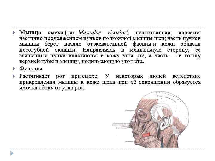  Мышца смеха (лат. Musculus risorius) непостоянная, является частично продолжением пучков подкожной мышцы шеи;