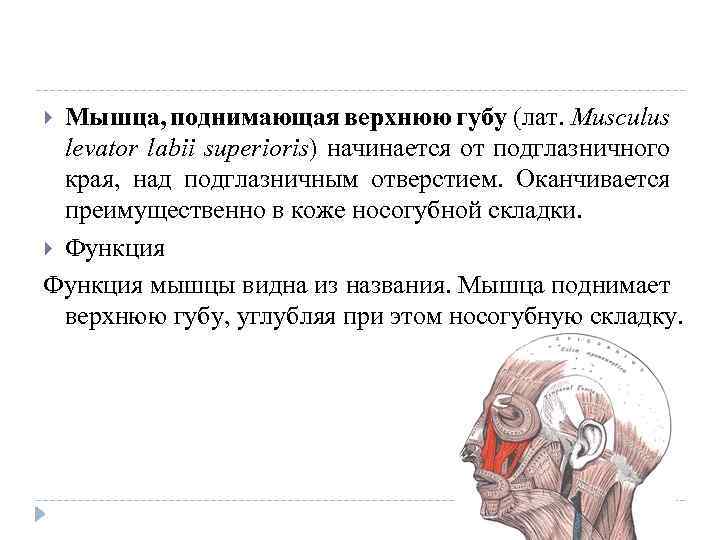 Мышца, поднимающая верхнюю губу (лат. Musculus levator labii superioris) начинается от подглазничного края, над