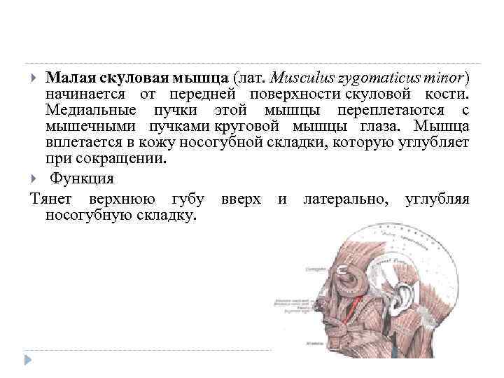 Малая скуловая мышца (лат. Musculus zygomaticus minor) начинается от передней поверхности скуловой кости. Медиальные