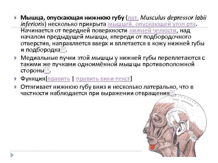  Мышца, опускающая нижнюю губу (лат. Musculus depressor labii inferioris) несколько прикрыта мышцей, опускающей