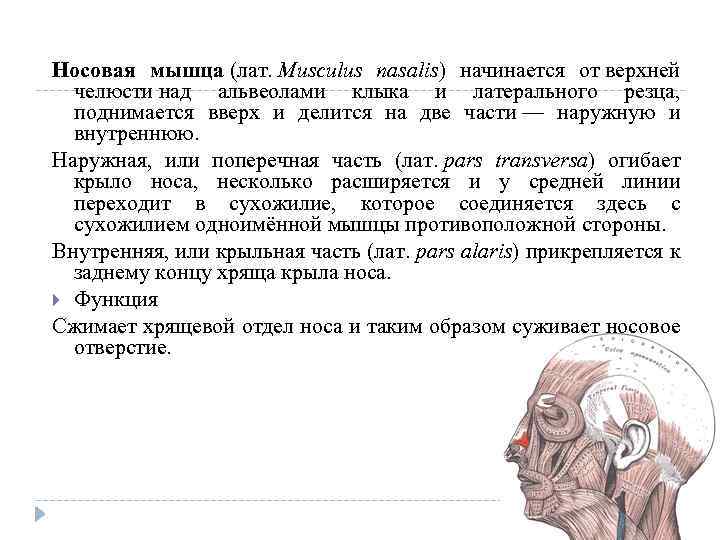 Носовая мышца (лат. Musculus nasalis) начинается от верхней челюсти над альвеолами клыка и латерального