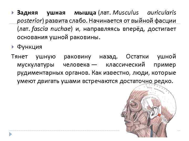 Задняя ушная мышца (лат. Musculus auricularis posterior) развита слабо. Начинается от выйной фасции (лат.