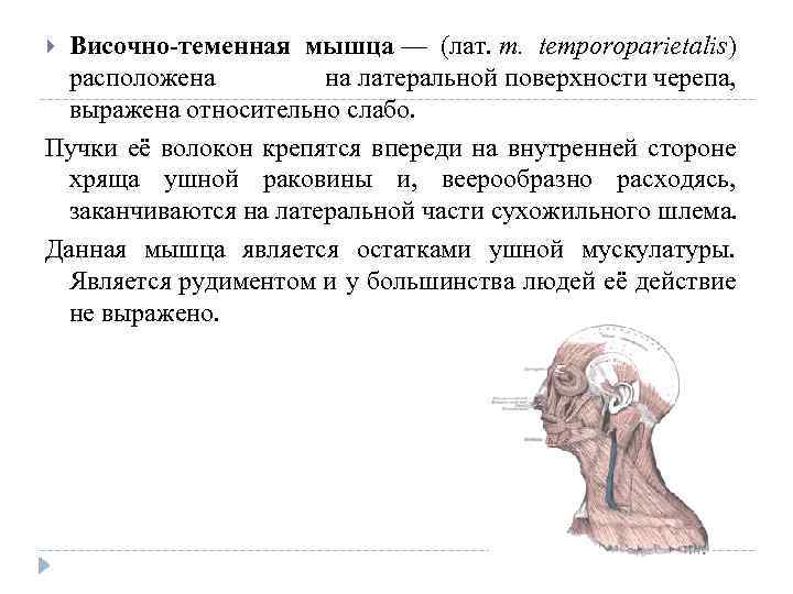 Височно теменная. Височно-теменная мышца (m. Temporoparietalis). Надчерепная мышца височно теменная. Прикрепление височно теменной мышцы. Височно теменная мышца функции.