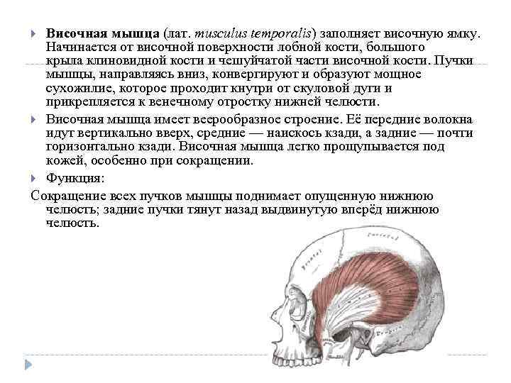 Функция височных мышц. Височно теменная мышца функции. Височная мышца начало и прикрепление. Топография височной мышцы. Ход волокон височной мышцы (m. temporalis):.