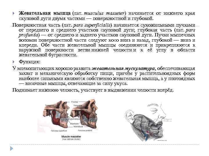 Жевательная мышца (лат. musculus masseter) начинается от нижнего края скуловой дуги двумя частями —