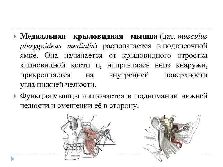  Медиальная крыловидная мышца (лат. musculus pterygoideus medialis) располагается в подвисочной ямке. Она начинается