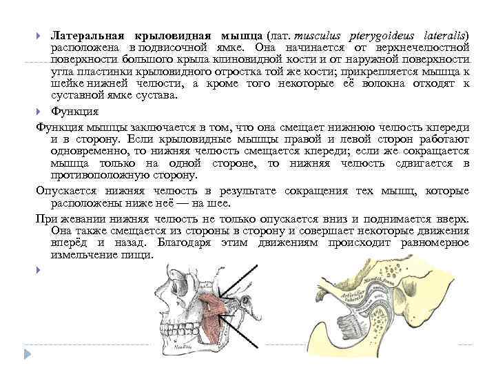 Латеральная крыловидная мышца (лат. musculus pterygoideus lateralis) расположена в подвисочной ямке. Она начинается от